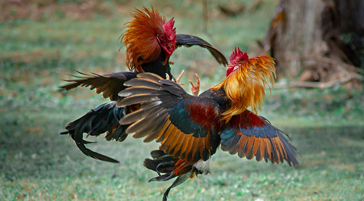 Lựa chọn giải trí